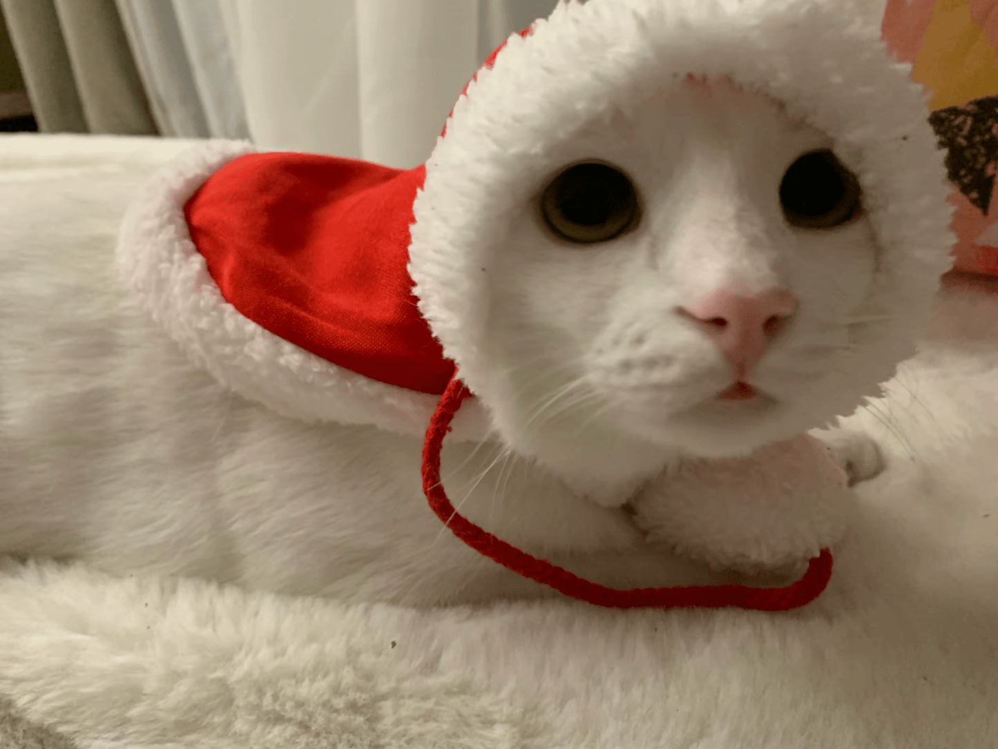 Santa Claus Costume - Whisker's Wardrobe